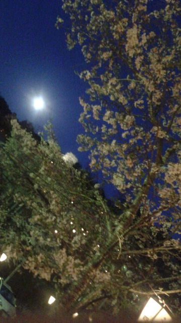 (20)十四日月と夜桜