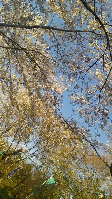 (4)桜の道2