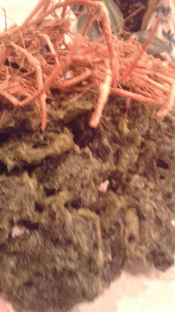 (7)��Ӷ��Ȥ����������Υ�ŷ�פ�