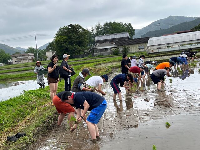 写真7 田植え3