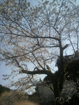 道々の桜3