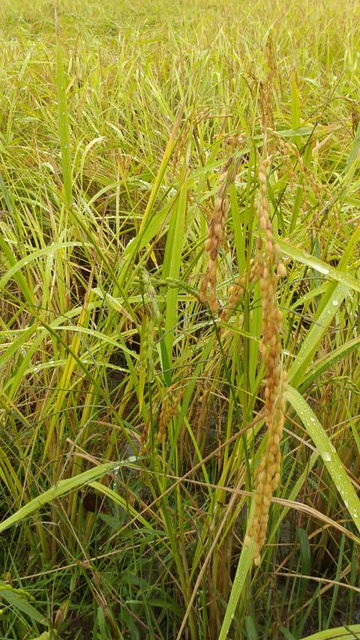 (3)稲刈り前の山田錦の稲穂