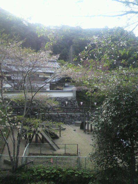 葉桜と青源寺