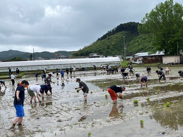 写真8 田植え4