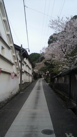 ほていの横の桜