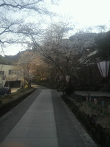 道々の桜2