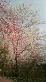 牧野公園の桜3