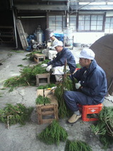 ���ӤŤ�������