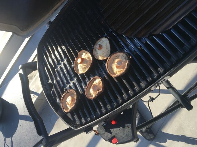 写真7 シイタケ