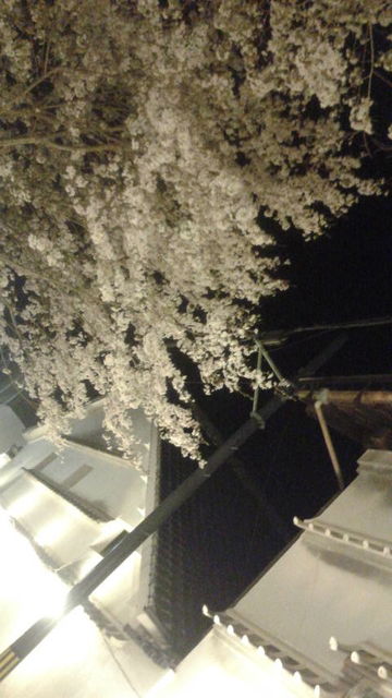 (20)夜桜と白壁