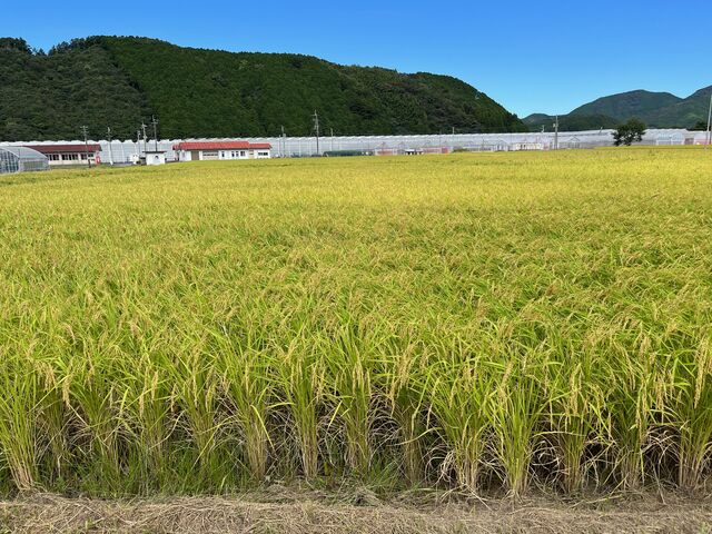 写真11 山田錦