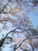 佐川の桜3