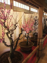 2013.2.4盆梅2.jpg