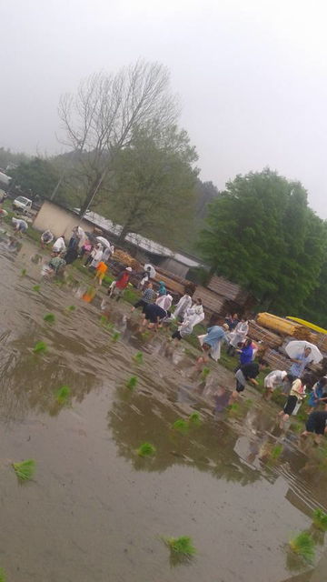 2018.6.15(6)田植え風景