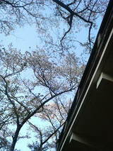 佐川の桜4