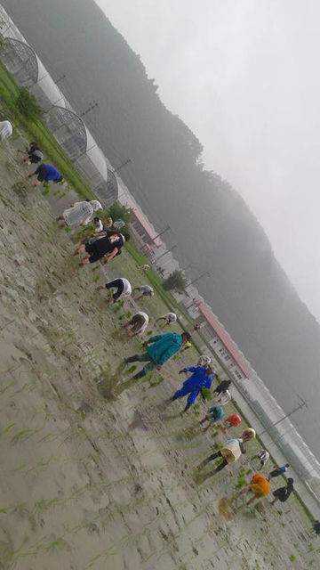 2018.6.15(8)田植え風景3