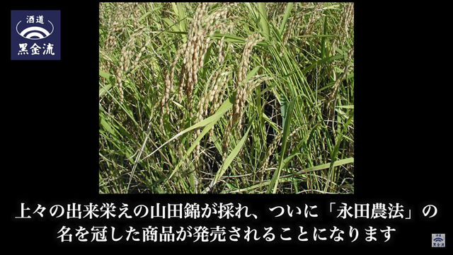 写真7 山田錦稲穂