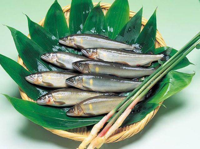 (10)仁淀川の天然鮎