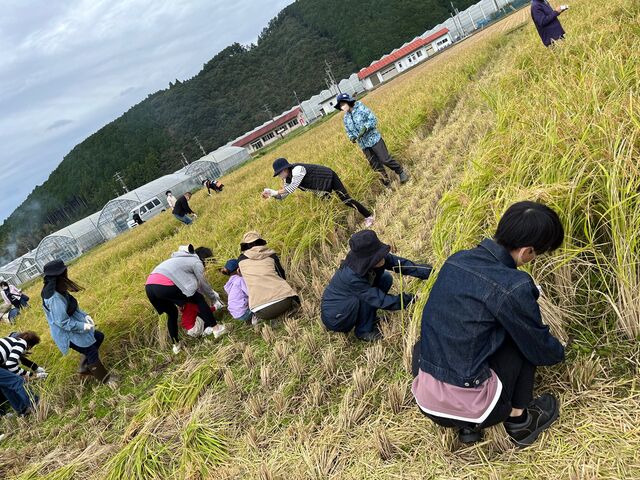 写真6 稲刈りスタート