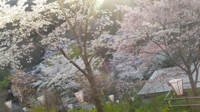 (5)桜の道3