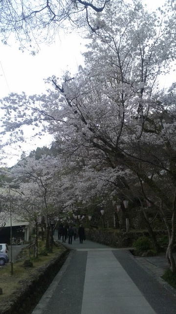 (3)桜の道