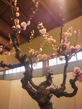 盆梅5.jpg