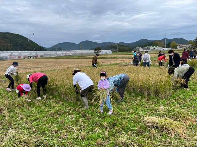 写真9 稲刈り風景3