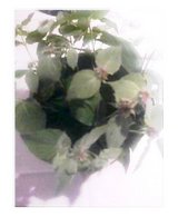 �ޥ���ƥ󡦥ߥ��