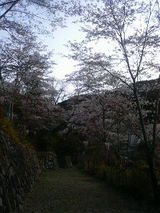 佐川の桜
