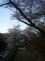 佐川の桜5