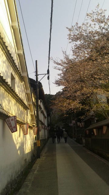 (3)白壁と桜