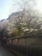 道々の桜