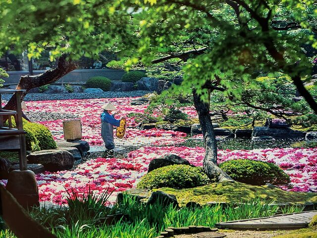 写真4 池泉牡丹の画像