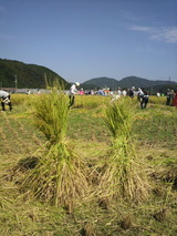 2012.10.9稲刈り風景2.jpg