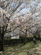 城西公園の桜2