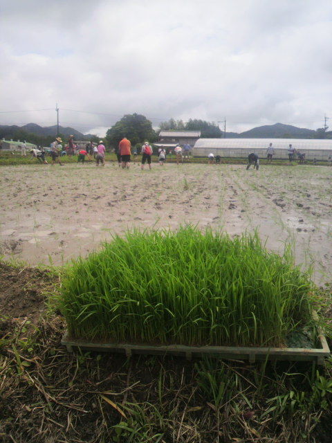 ���ĶӤ��Ĥ��Ĥ��