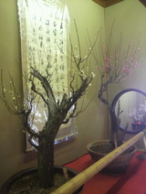 2013.2.4盆梅3.jpg