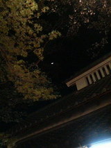 2009.3.31夜桜