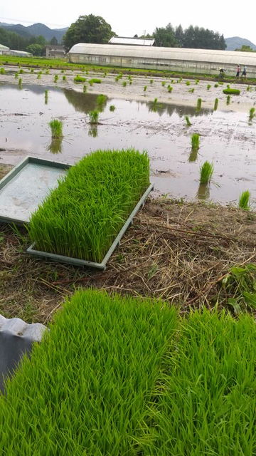 (3)���ĶӤ��Ĥ��Ĥ��