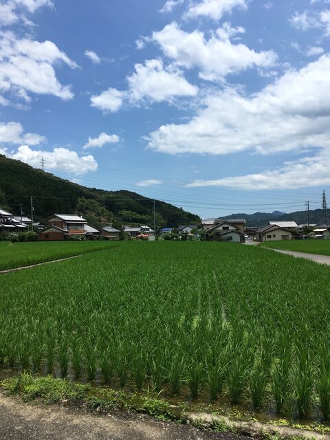 写真2 周りは田んぼ