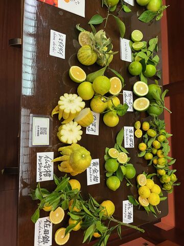 写真1 白木果樹園の酢みかん