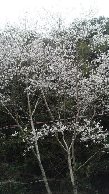 (3)�餤���夦�Τϥ��ᥤ�襷�Τ�ʤ���2