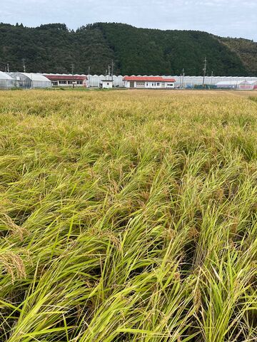写真3 山田錦の稲穂2