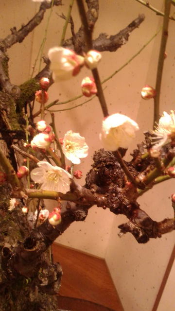 (11)梅の花アップ