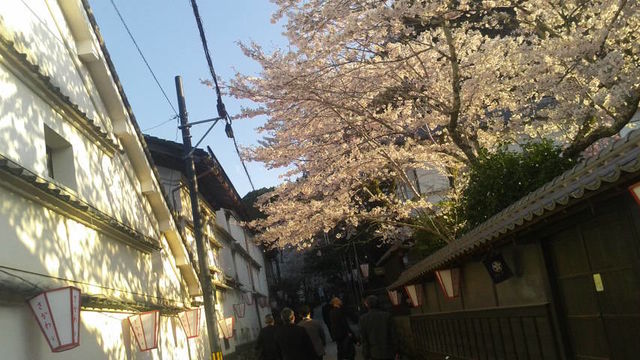 2019.4.8(1)白壁と桜
