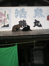 幸せな猫.jpg