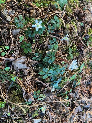 �����ȥХ����������