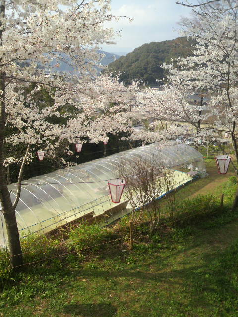 (11)���˰Ϥޤ줿����ɡ���