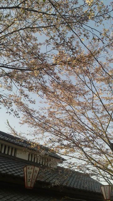 (9)桜と花見棟