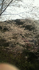 牧野公園の桜2